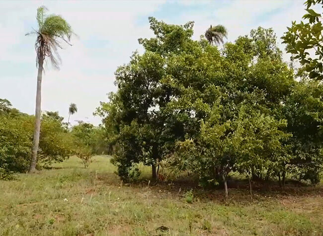 Los Frutales Felder S.A.